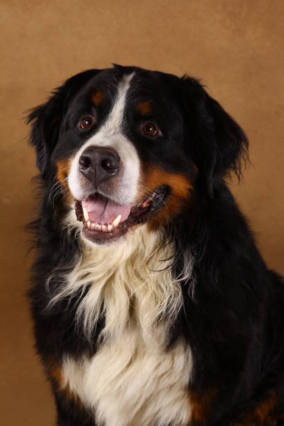 Bernese mountain dog sitting in studio on brown blackground and looking at camera