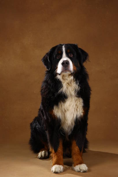 istock Bernese mountain dog sitting in studio on brown blackground and looking at camera 1144189638