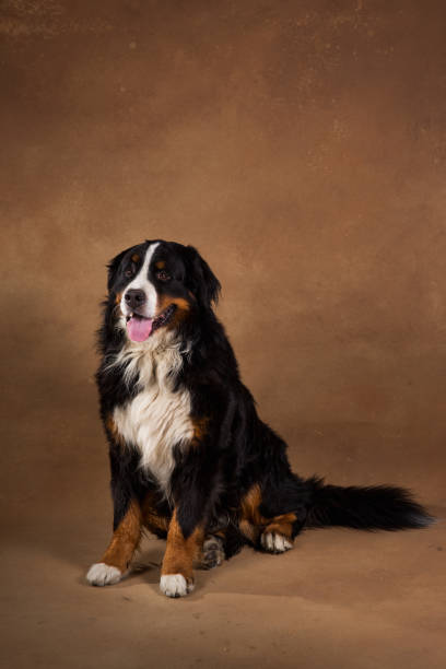 istock Bernese mountain dog sitting in studio on brown blackground and looking at camera 1144189640