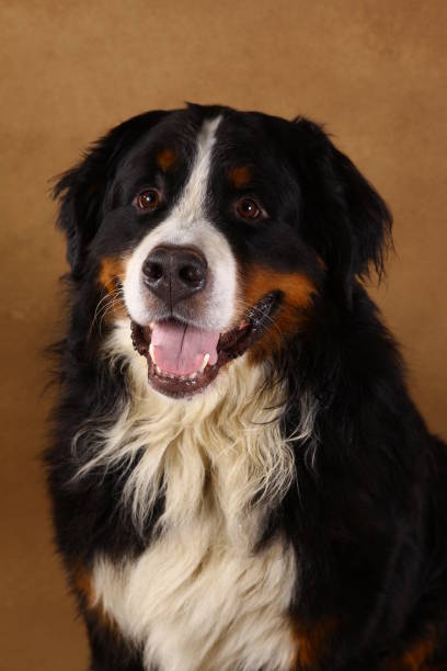 istock Bernese mountain dog sitting in studio on brown blackground and looking at camera 1144189645