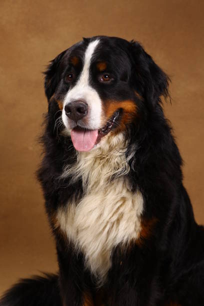 istock Bernese mountain dog sitting in studio on brown blackground and looking at camera 1144189646