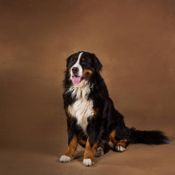 istock Bernese mountain dog sitting in studio on brown blackground and looking at camera 1144189648