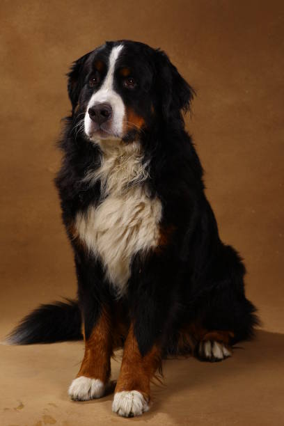istock Bernese mountain dog sitting in studio on brown blackground and looking at camera 1144189651