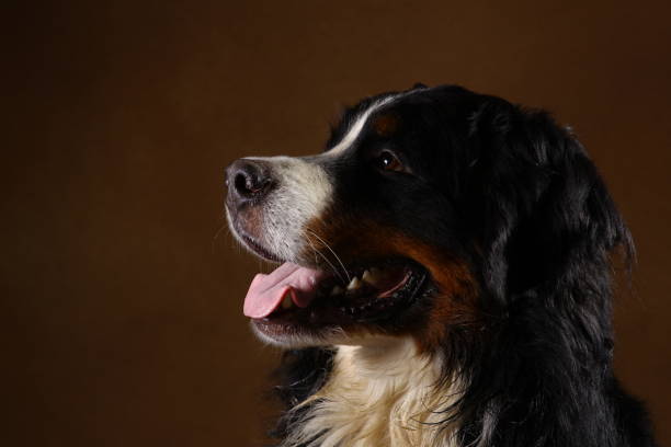 istock Side view at Bernese mountain dog sitting in studio on brown blackground and looking at camera 1144189652
