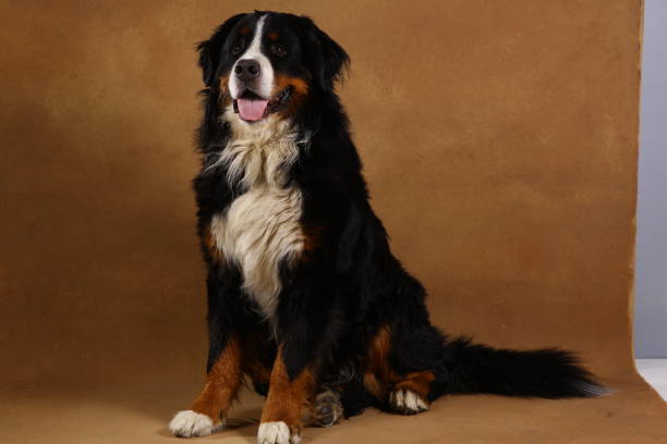 istock Bernese mountain dog sitting in studio on brown blackground and looking at camera 1144189654