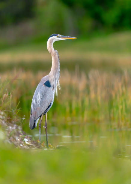 istock Great Blue Heron at edge of lake 1144191916