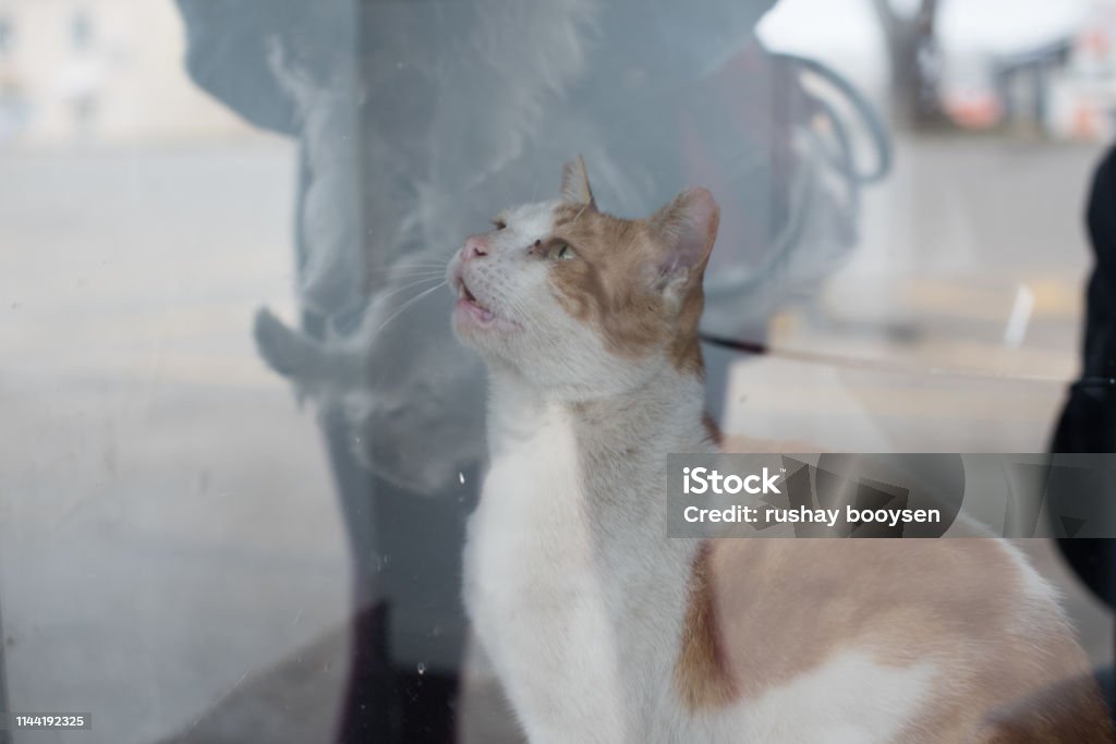 Relection of cat in mirror staring at owner Animal Stock Photo