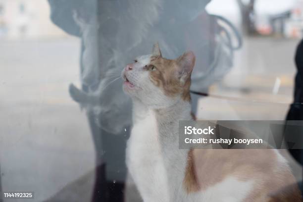 Relection Of Cat In Mirror Staring At Owner Stock Photo - Download Image Now - Animal, Animal Body Part, Animal Eye