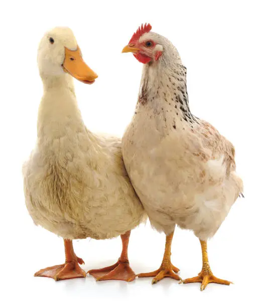 Photo of White duck and chicken.