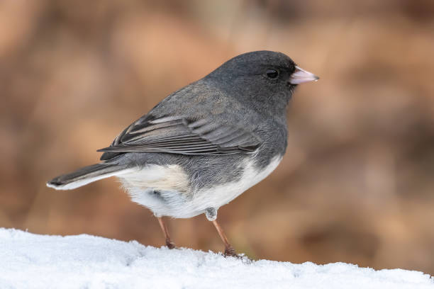istock Dark-Eyed Junco on snow 1144193535