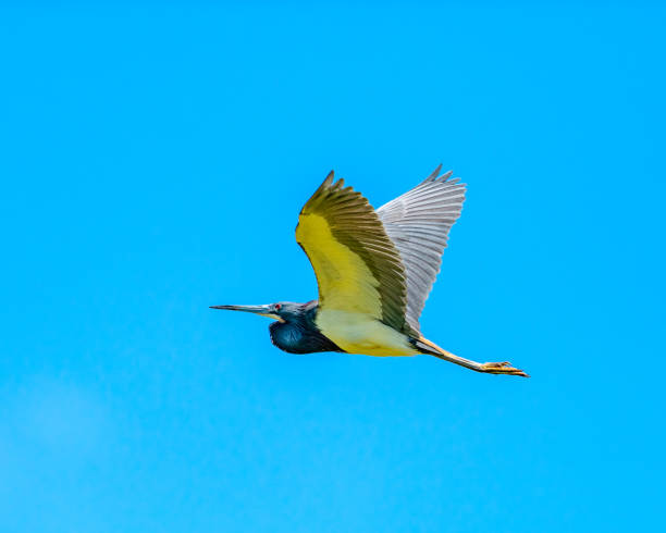 Tri-colored Heron in flight Tri-colored Heron in flight during the ​early morning tricolored heron stock pictures, royalty-free photos & images