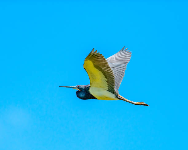 heron tri-colored no vôo - tricolored heron - fotografias e filmes do acervo
