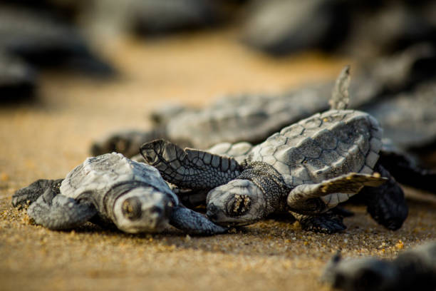 las tortugas marinas luchan por sobrevivir después de la eclosión en méxico - turtle young animal hatchling sea fotografías e imágenes de stock