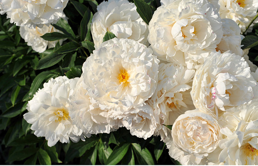 Flower bed with beautiful blooming  white peonies.