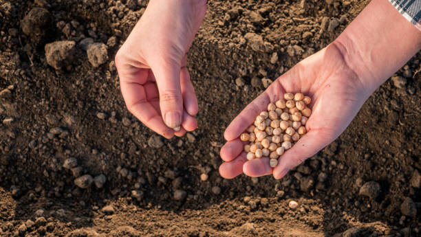 istock Hands with a handful of seeds above the ground 1144196452
