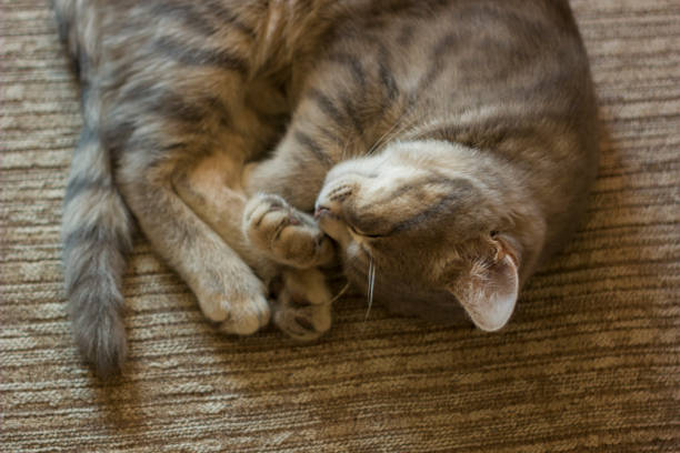 cute ginger cat