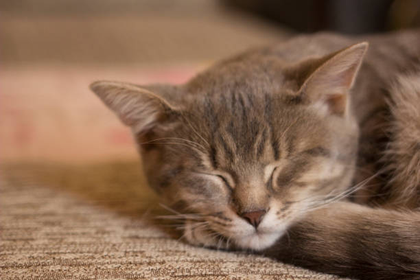 istock Cute tiny young cat laying and sleeping on a gray couch 1144196717