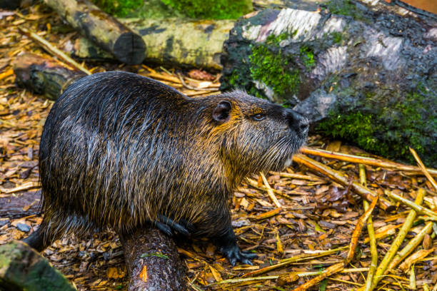 nahtbild eines coypu, tropischen wassertrotzers aus amerika - invasive specie stock-fotos und bilder