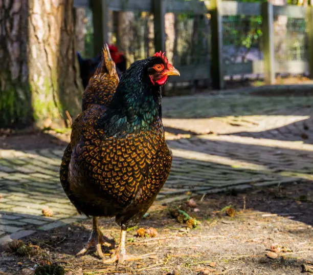 Photo of double laced Barnevelder hen, popular dutch chicken hybrid breed, Chicken that lays brown eggs through out the whole year, bird with colorful feathers