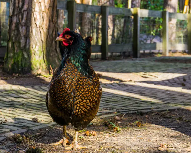 Photo of female double laced Barnevelder chicken , popular dutch hybrid breed of chickens that produce brown eggs