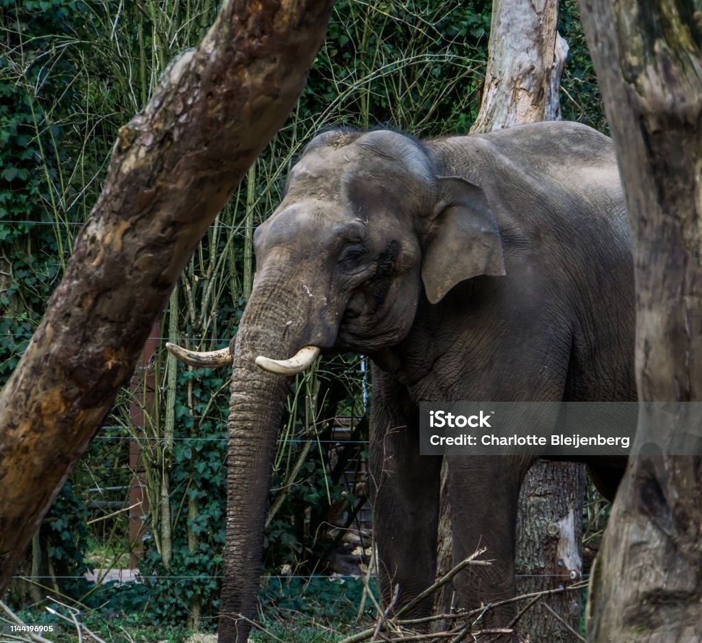 Male Asian Elephant With His Face In Closeup Tusked Elephant Endangered  Animal Specie From Asia Stock Photo - Download Image Now - iStock