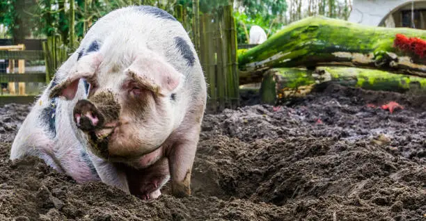 Photo of closeup of a female bentheimer pig sitting in the mud, Dutch pig breed