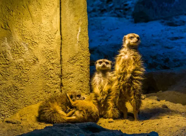 Photo of cute family portrait of meerkats together, two standing and two playing on the ground, popular zoo animals and pets