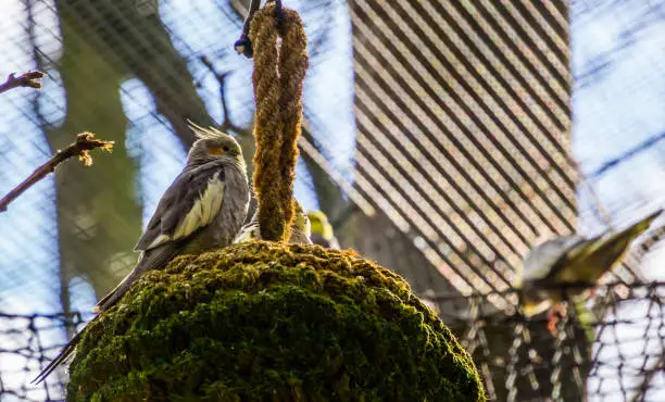 Photo of Cockatiel sitting on a woven ball, popular pet in aviculture, tropical bird from Australia