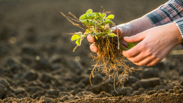 istock Man plants strawberries in black ground, close-up 1144197784
