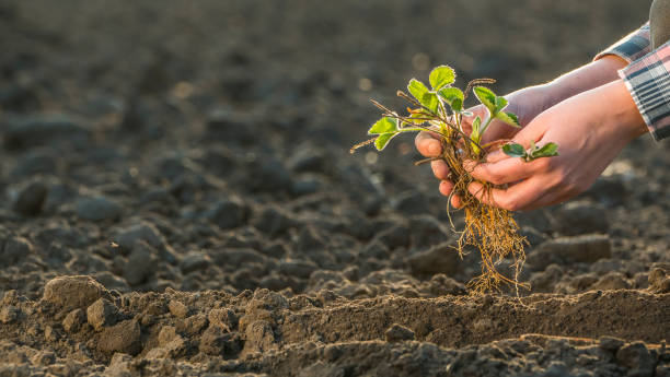 istock A man is holding a strawberry seedling over a field. Spring work in the garden 1144197813