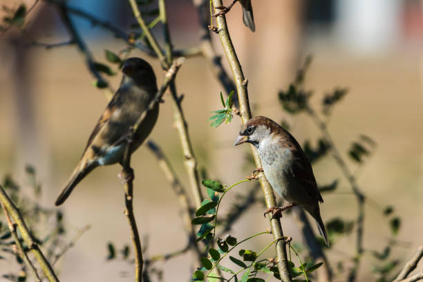 istock Two sparrows sitting on the branches of a Bush. Blurred background. 1144198489