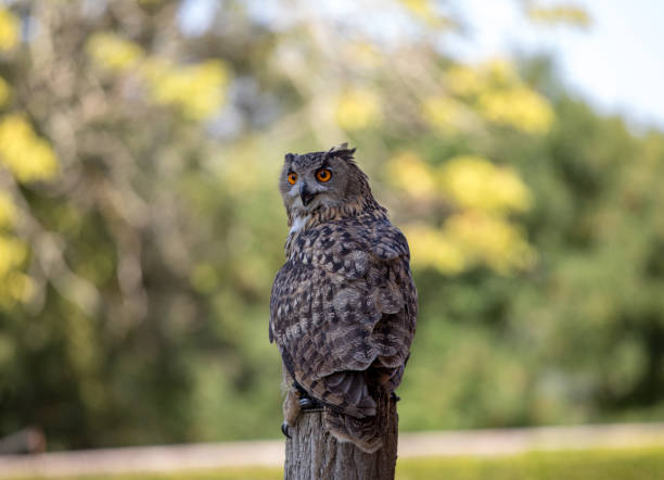 istock Beauty Eurasian Eagle Owl on blurred background 1144198536