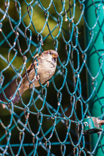 istock Male Sparrow sitting on a net fence. Blurred background. 1144198611