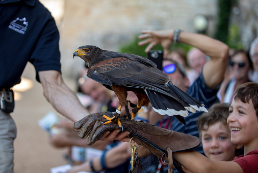 Milandes, France - September 4, 2018: Tourists are watching the show of birds of prey at Chateau des Milandes, a castle  in the Dordogne, Aquitaine, France