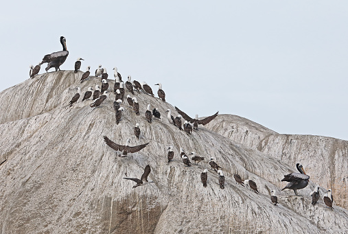 Peruvian Booby (Sula variegata) and Peruvian Pelican (Pelecanus thagus) adults perched on rock preening\