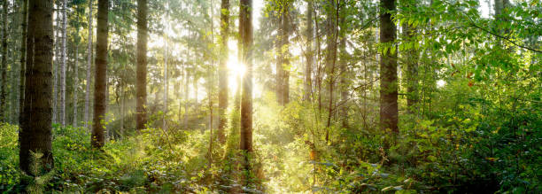 istock Wonderful scene in a forest with morning sun 1144200913