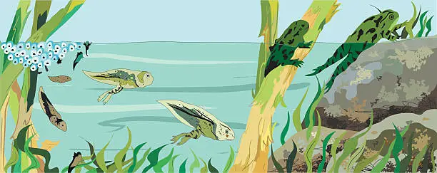 Vector illustration of Frog Life Cycle
