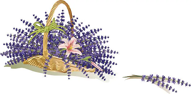 Vector illustration of Basket of lavender