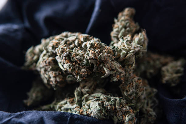 istock marijuana buds in black bag. Fresh cannabis harvest for smoking 1144202432