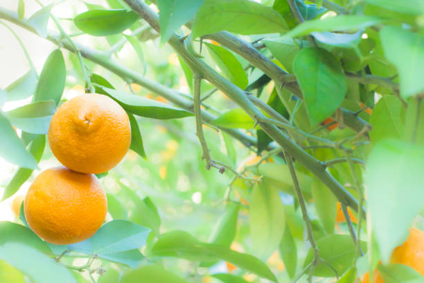 istock Orange tree in orange garden 1144202743