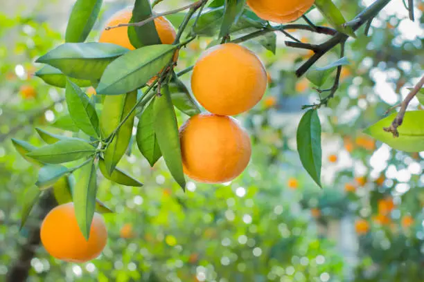 Photo of Orange tree in orange garden