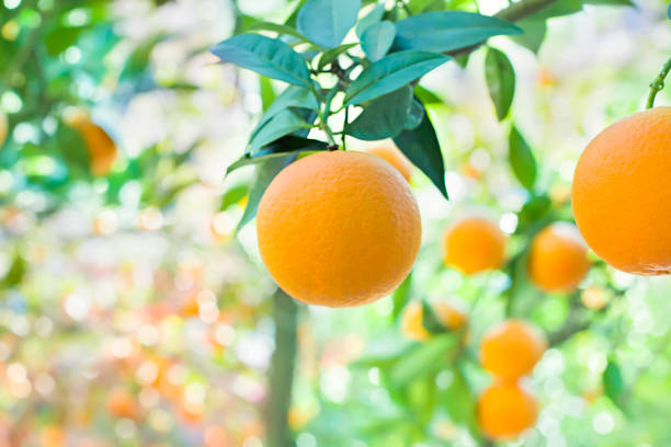 istock Orange tree in orange garden 1144202753