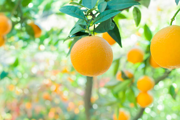 istock Orange tree in orange garden 1144202755