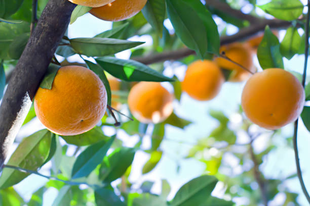 istock Orange tree in orange garden 1144202776