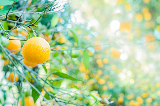 Oranges on a tree on a farm in Mallorca