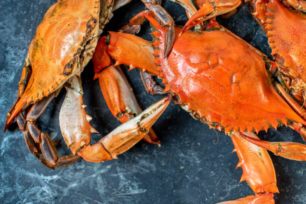 istock steamed whole blue crabs on wet marble background 1144202906