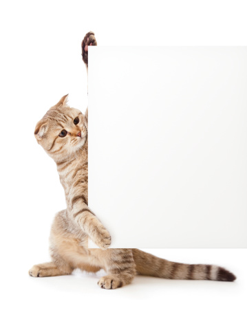 kitten isolated with placard or banner for your text