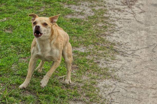 one brown dog attacks and runs along the road and green grass