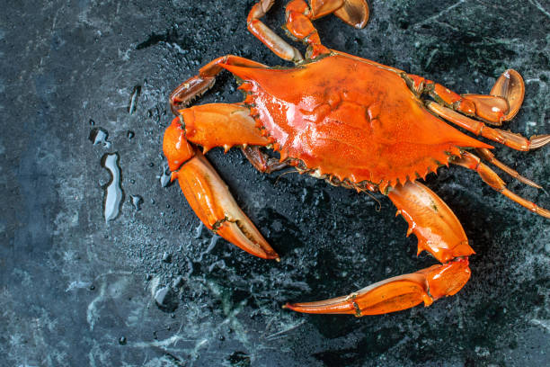 istock isolated steamed whole blue crab on wet marble background 1144203725