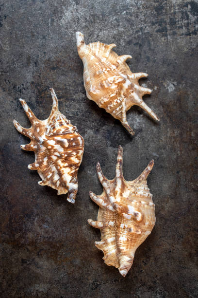 istock Isolated group of seashells on dark metal background 1144204030